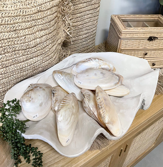 Coastal Vintage Clam Shell